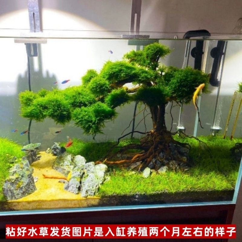 Bassin à fleurs en bois flotté - Resin Art And Wood avis et prix
